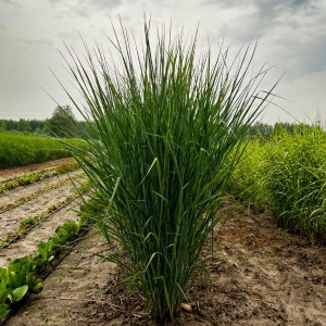 Proso rózgowate Cloud Nine