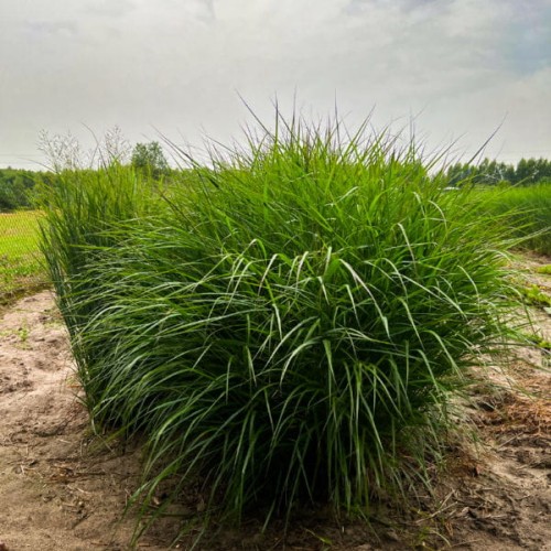 Proso różgowate Squaw