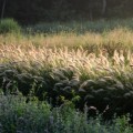 Rozplenica japońska Hameln sadzonki