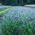 Rozplenica Black Beauty (pennisetum alopecuroides)