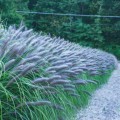Rozplenica Black Beauty (pennisetum alopecuroides)