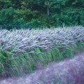 Rozplenica Black Beauty (pennisetum alopecuroides)
