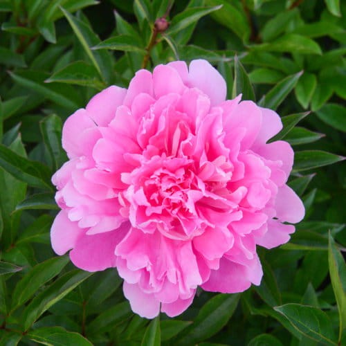 Piwonia Glory Hallelujah