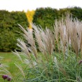 miscanthus-yakushima-dwarf-miskant-sadzonki.jpg