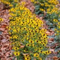 rudbekia-rudbeckia-little-goldstar-sadzonka.jpg