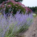 Perovskia łobodolistna Blue Spire