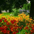 Rudbekia błyskotliwa Goldsturm (Rudbeckia)