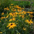 Rudbekia błyskotliwa Goldsturm (Rudbeckia)