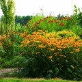Rudbekia błyskotliwa Goldsturm (Rudbeckia fulgida)