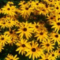 Rudbekia Goldsturm