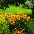 Rudbeckia błyskotliwa Goldsturm