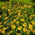 Rudbekia błyskotliwa 'Goldsturm' (Rudbeckia)