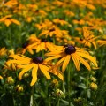 Rudbekia błyskotliwa 'Goldsturm' (Rudbeckia)