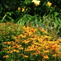 Rudbekia błyskotliwa Goldsturm (Rudbeckia) duża sadzonka