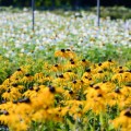 Rudbeckia błyskotliwa Goldsturm