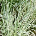 Trzcinnik ostrokwiatowy 'Overdam' - Calamagrostis x Acutiflora