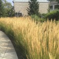 Trzcinnik ostrokwiatowy 'Overdam' Calamagrostis x Acutiflora sadzonki