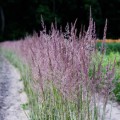 Trzcinnik ostrokwiatowy 'Overdam' - Calamagrostis x Acutiflora