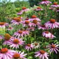 Jeżówka purpurowa 'Magnus' (Echinacea)