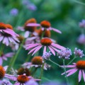 Jeżówka purpurowa 'Magnus' (Echinacea)