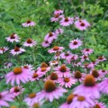 Jeżówka purpurowa 'Magnus' (Echinacea)