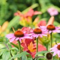 Jeżówka purpurowa 'Magnus' (Echinacea)