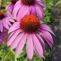 Jeżówka purpurowa 'Magnus' (Echinacea)