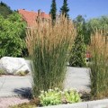 Trzcinnik ostrokwiatowy 'Overdam'