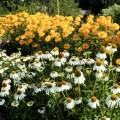 Jeżówka biała 'Alba' - Echinacea