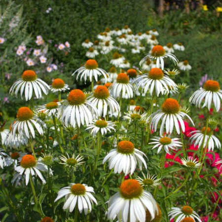 Jeżówka biała 'Alba' - Echinacea