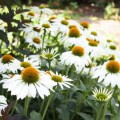Jeżówka biała 'Alba' - Echinacea