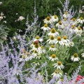 Jeżówka biała 'Alba' - Echinacea