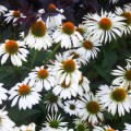 Jeżówka biała 'Alba' - Echinacea