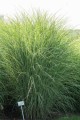 Miskant chiński 'Morning Light' - Miscanthus sinensis