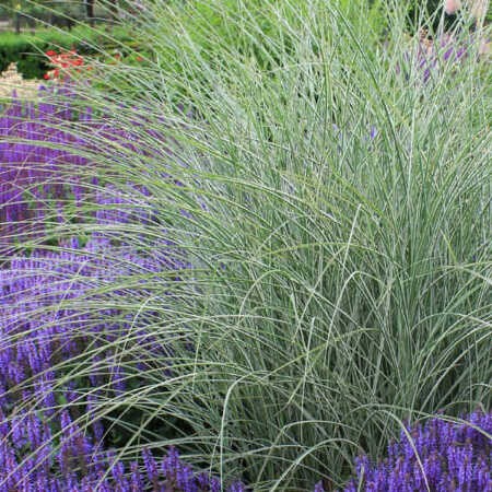 Miskant chiński 'Morning Light' - Miscanthus sinensis