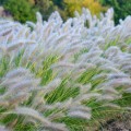 Rozplenica 'Gelbstiel' - Pennisetum