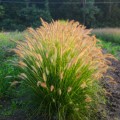 Rozplenica 'Gelbstiel' - Pennisetum