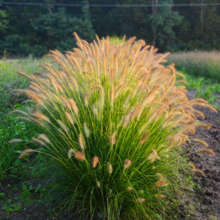 Rozplenica 'Gelbstiel' - Pennisetum