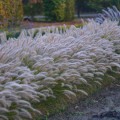 Rozplenica japońska 'Gelbstiel' - Pennisetum
