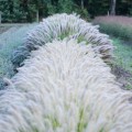 Rozplenica japońska 'Gelbstiel' - Pennisetum