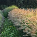 Rozplenica 'Gelbstiel' - Pennisetum