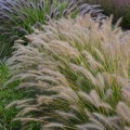 Rozplenica 'Gelbstiel' - Pennisetum