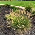 Rozplenica japońska 'Little Bunny' (Pennisetum)