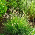 Rozplenica japońska 'Little Bunny' (Pennisetum)