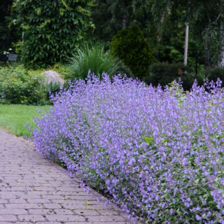 Kocimietka 'Kit Kat' nepeta faassena