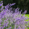 Kocimietka nepeta Walkers Low  sadzonki