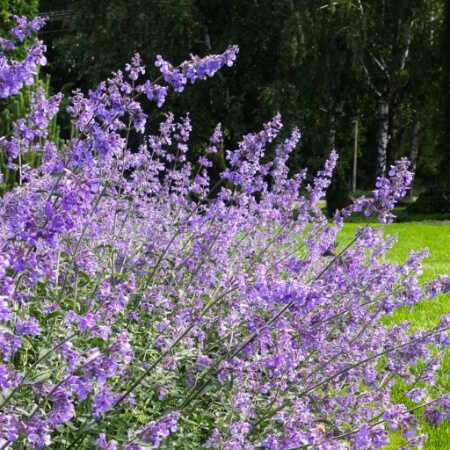 Kocimietka nepeta Walkers Low  sadzonki