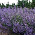 Kocimietka Walkers Low nepeta sadzonki