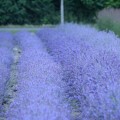 Kocimietka nepeta sadzonki