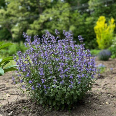 Kocimietka Purrsian Blue sadzonki faassena